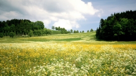 宽广的绿色花草田野景观