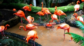 群居在小池塘边觅食的火烈鸟