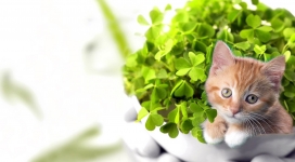 绿色盆景旁的小花猫