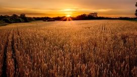 迷人可爱的日落夕阳田野风景