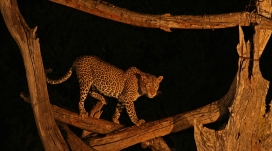 夜间金钱豹行走在枯树上寻找食物