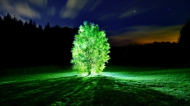 荧光绿树夜景壁纸