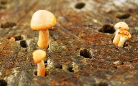 毒菌-朽木中生成出来的小蘑菇