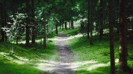 漂亮的瑞典森林绿色小路