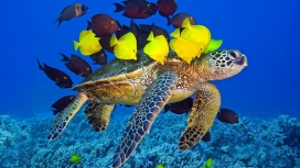 漂亮五彩海龟与鱼