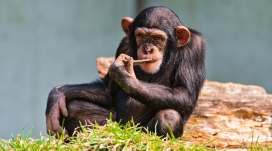 在思考的可爱黑猩猩