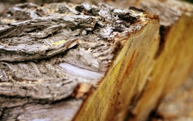 微距高清晰下的锯开木