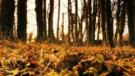 秋天的橙色树叶