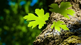 阳光映射下的绿色树叶和苔藓