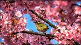 落在粉红色樱花的鸟
