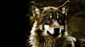 wolf野狼壁纸