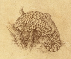 Pangolin穿山甲动物插画