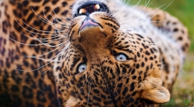 在地上打滚的金钱豹