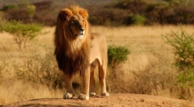 丛林之王-停下脚步的在观望的雄狮