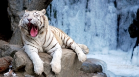 打哈欠的白老虎