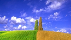 农场黄绿土地野花