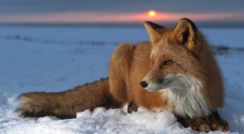 躺在雪地上的冰狐