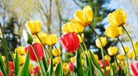 黄红郁金香壁纸
