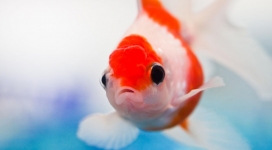 粉嫩红金鱼