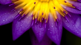 紫色的黄色花瓣