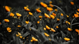 黄色小野花壁纸