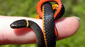 卷在手指上的小彩蛇