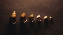 从大到小摆成一排的蜗牛壳