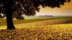 大树与黄枯叶壁纸