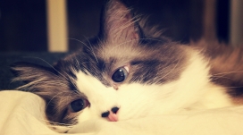 漂亮的花猫咪壁纸