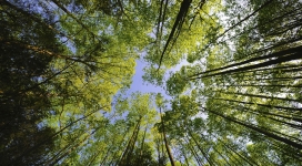 仰拍高大森林树木壁纸