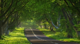绿色森林公路壁纸