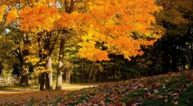 秋季落叶树林壁纸