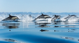 一群海豚在海中跳跃