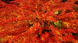 波兰波兹南的秋季美景