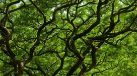 自然绿树枝屋顶