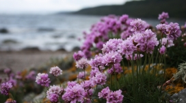 海滩上粉红色的小花朵