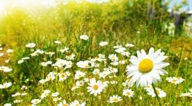 白色雏菊花场壁纸