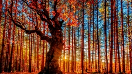 秋季森林画