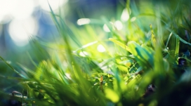 绿草微距壁纸