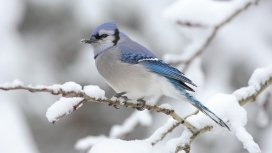 停落在带雪树枝上的蓝松鸦鸟