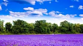 蓝天白云下的紫色花场基地
