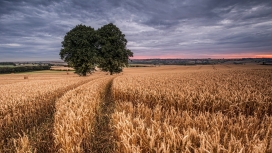 金色麦田中的两棵树