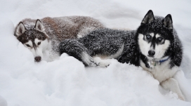雪地中的两个爱斯基摩犬