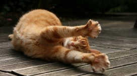 午睡伸懒腰的猫