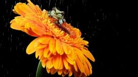 橙色花上的可爱青蛙