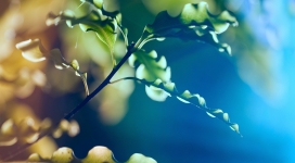 卷曲的树叶微距写真壁纸