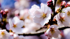 树枝上的白色春天花朵