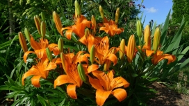 橙色百合花壁纸