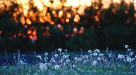 蒲公英草地微距壁纸