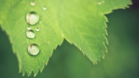 绿叶上的晶莹水珠